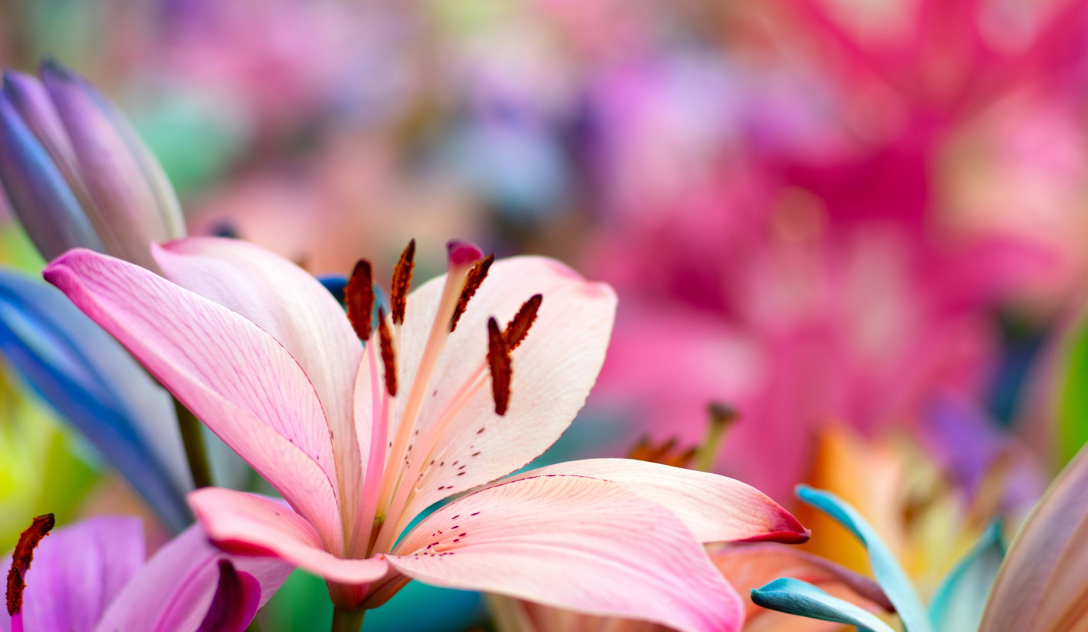 Schöne Lilien